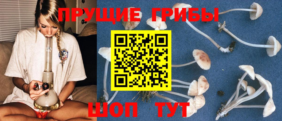Галлюциногенные грибы Psilocybe Узловая