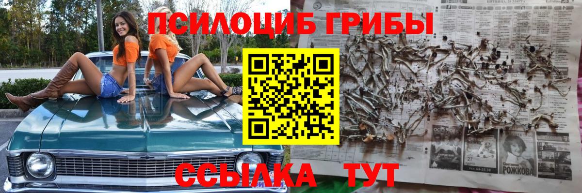 Галлюциногенные грибы прущие грибы  Вход с VPN  Узловая  Псилоцибиновые грибы Psilocybe 